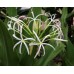 Crinum Asiaticum